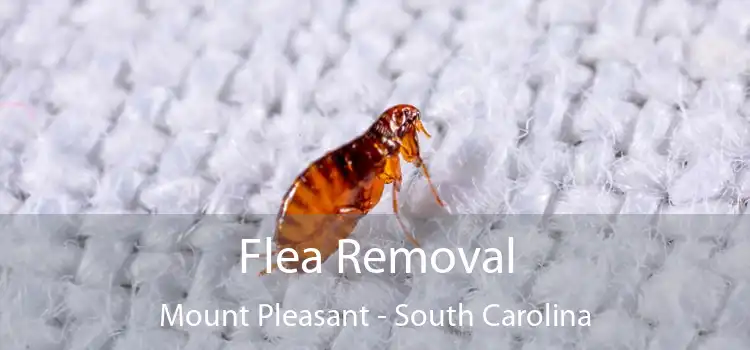 Flea Removal Mount Pleasant - South Carolina