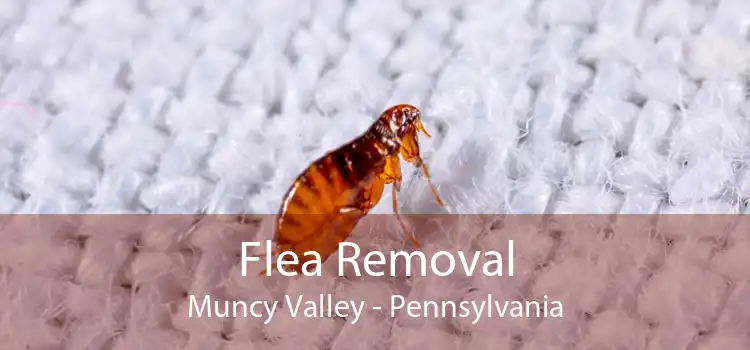 Flea Removal Muncy Valley - Pennsylvania