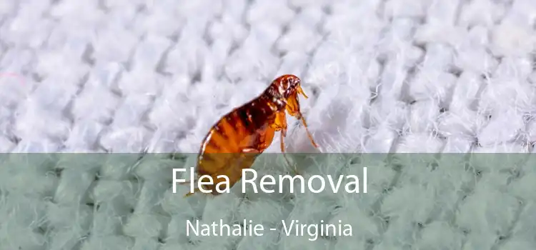 Flea Removal Nathalie - Virginia