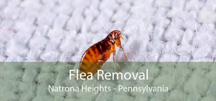 Flea Removal Natrona Heights - Pennsylvania