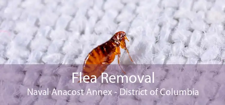 Flea Removal Naval Anacost Annex - District of Columbia