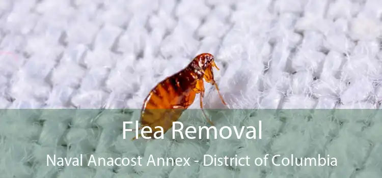 Flea Removal Naval Anacost Annex - District of Columbia