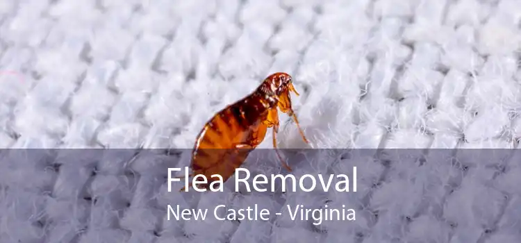Flea Removal New Castle - Virginia