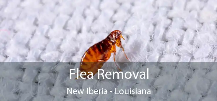 Flea Removal New Iberia - Louisiana