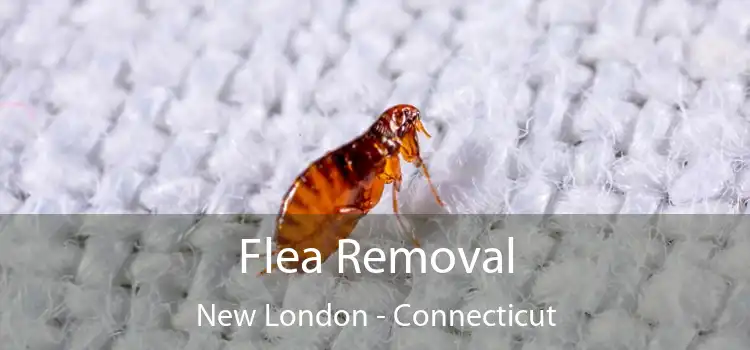 Flea Removal New London - Connecticut