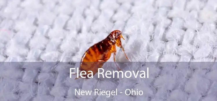 Flea Removal New Riegel - Ohio