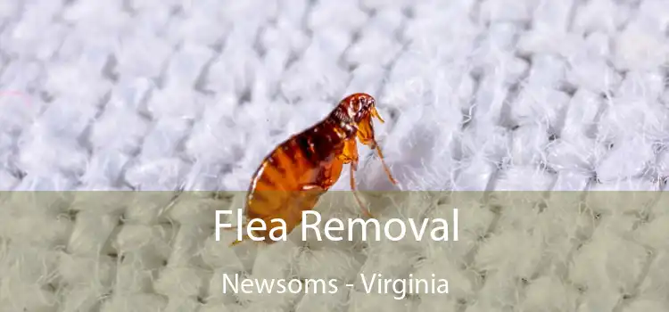 Flea Removal Newsoms - Virginia