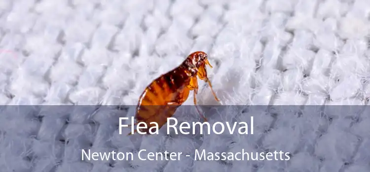 Flea Removal Newton Center - Massachusetts