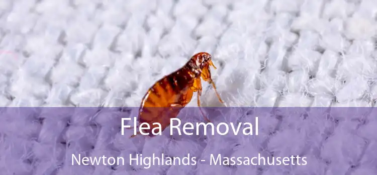 Flea Removal Newton Highlands - Massachusetts
