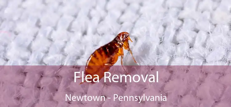 Flea Removal Newtown - Pennsylvania