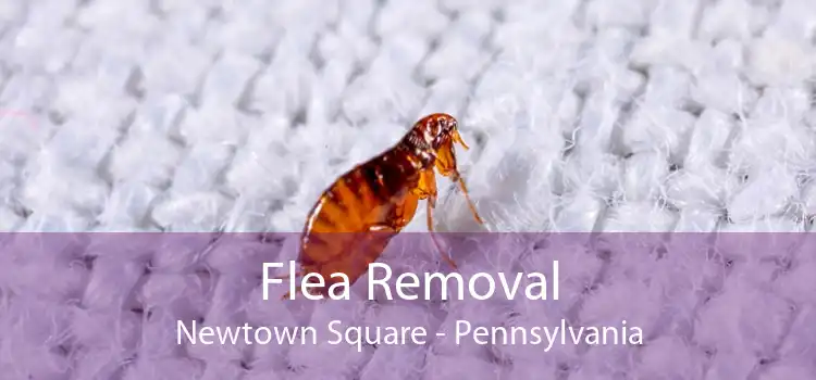 Flea Removal Newtown Square - Pennsylvania