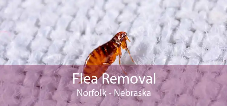 Flea Removal Norfolk - Nebraska