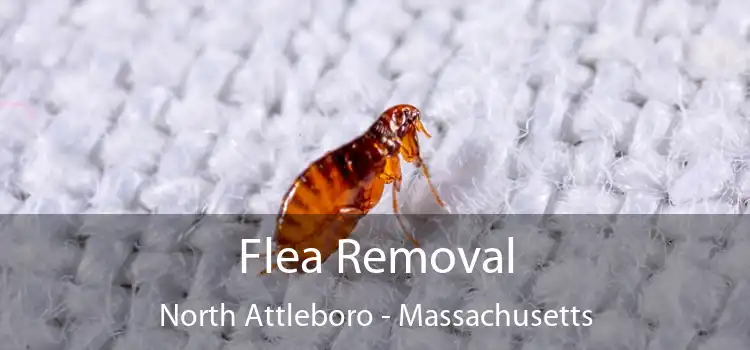 Flea Removal North Attleboro - Massachusetts