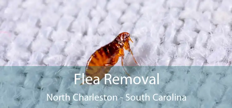 Flea Removal North Charleston - South Carolina