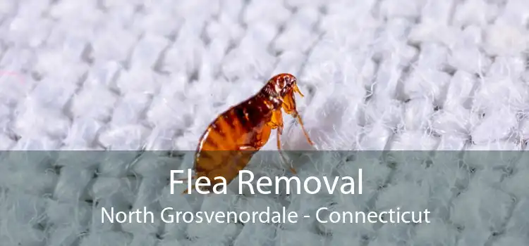 Flea Removal North Grosvenordale - Connecticut