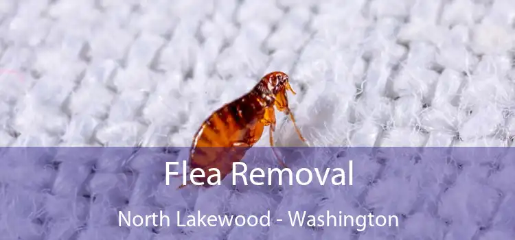 Flea Removal North Lakewood - Washington