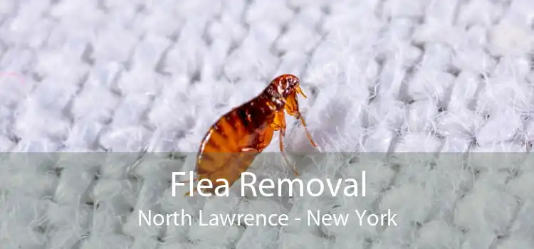 Flea Removal North Lawrence - New York