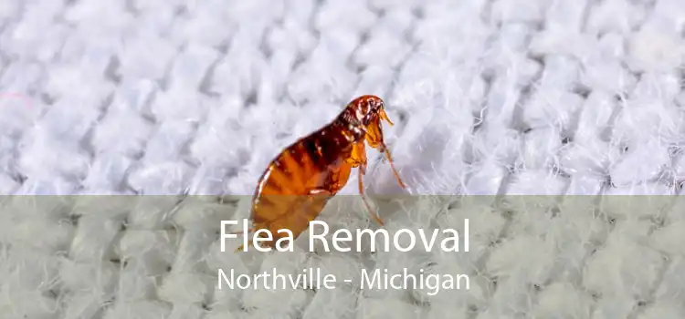 Flea Removal Northville - Michigan