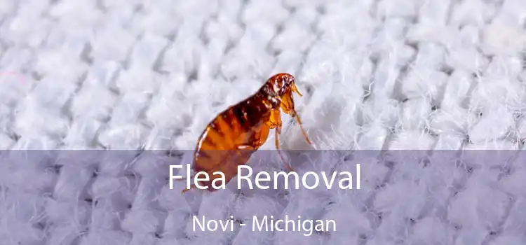 Flea Removal Novi - Michigan