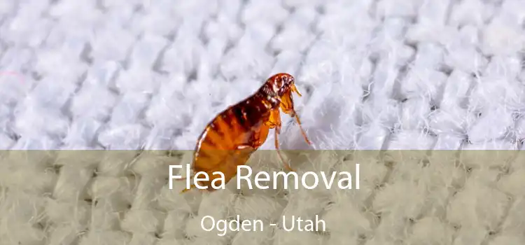 Flea Removal Ogden - Utah