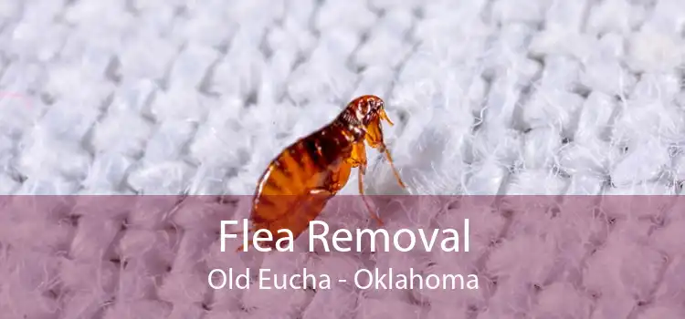 Flea Removal Old Eucha - Oklahoma