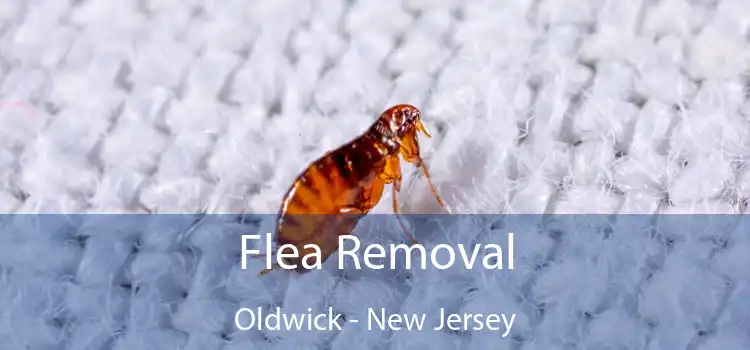 Flea Removal Oldwick - New Jersey