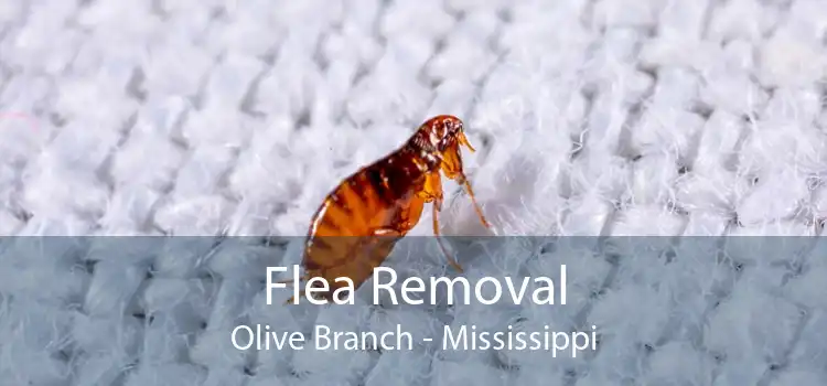 Flea Removal Olive Branch - Mississippi