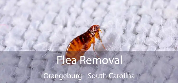 Flea Removal Orangeburg - South Carolina