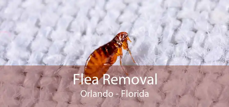 Flea Removal Orlando - Florida