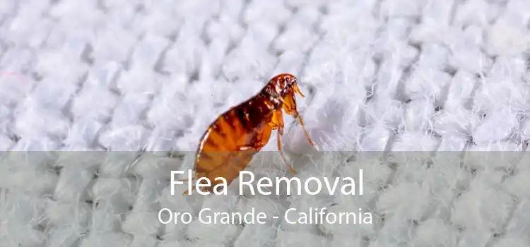 Flea Removal Oro Grande - California