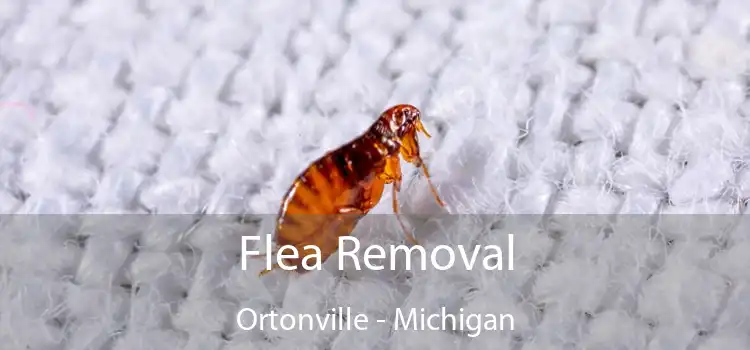 Flea Removal Ortonville - Michigan