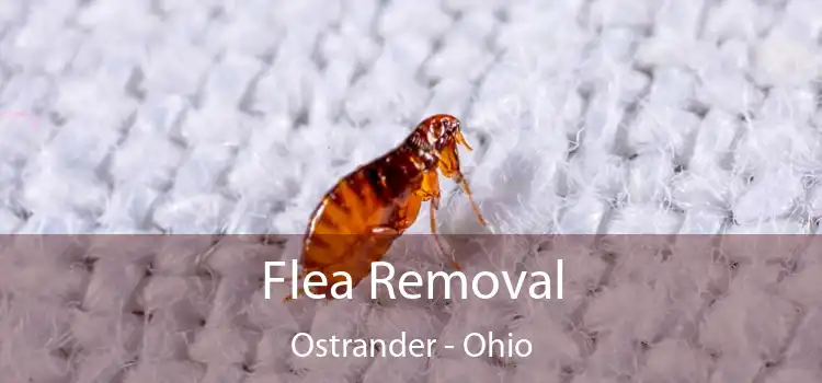 Flea Removal Ostrander - Ohio