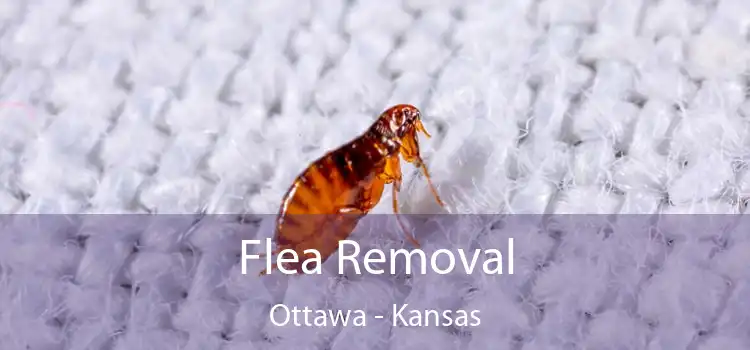Flea Removal Ottawa - Kansas