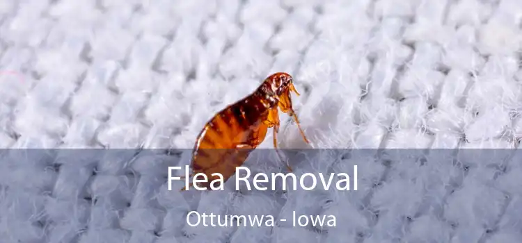 Flea Removal Ottumwa - Iowa