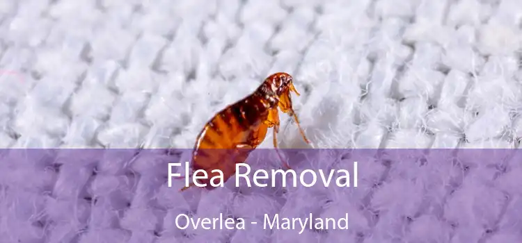 Flea Removal Overlea - Maryland