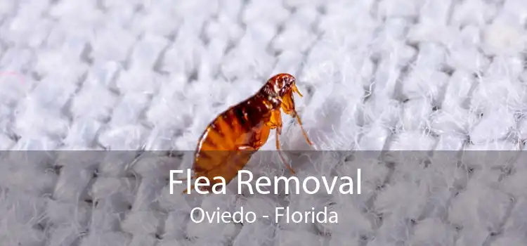 Flea Removal Oviedo - Florida