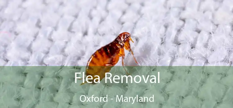 Flea Removal Oxford - Maryland