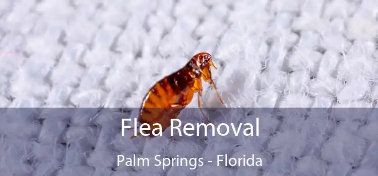 Flea Removal Palm Springs - Florida