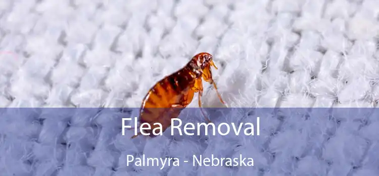 Flea Removal Palmyra - Nebraska