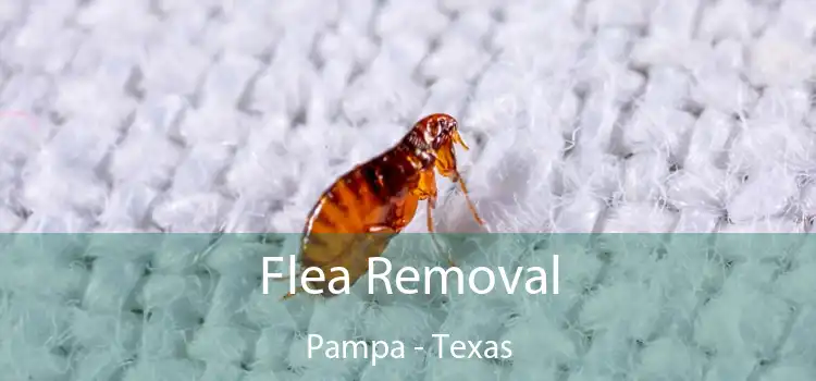 Flea Removal Pampa - Texas