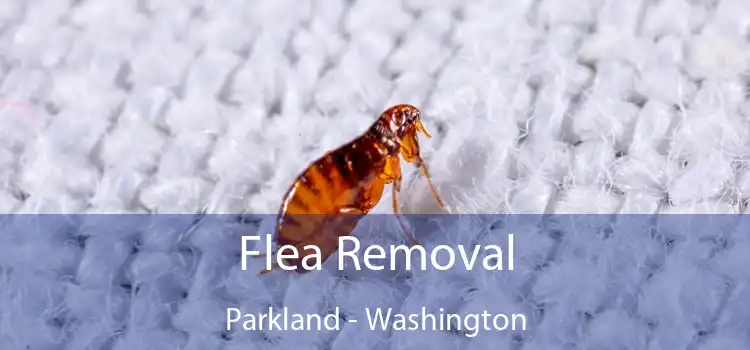Flea Removal Parkland - Washington