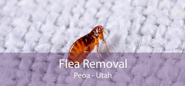 Flea Removal Peoa - Utah