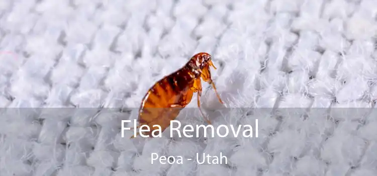 Flea Removal Peoa - Utah