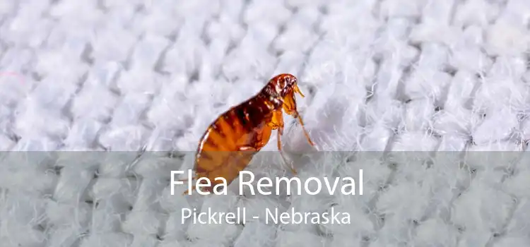 Flea Removal Pickrell - Nebraska