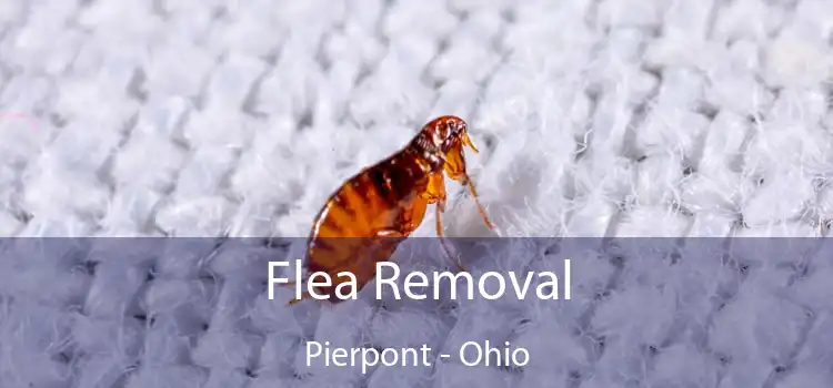 Flea Removal Pierpont - Ohio