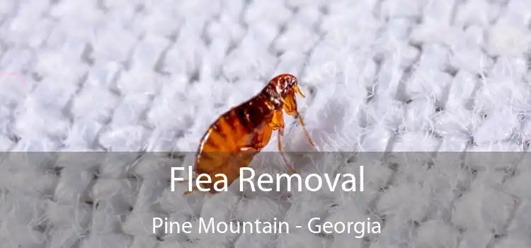 Flea Removal Pine Mountain - Georgia