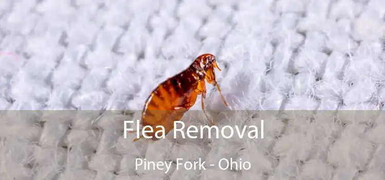 Flea Removal Piney Fork - Ohio