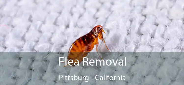 Flea Removal Pittsburg - California