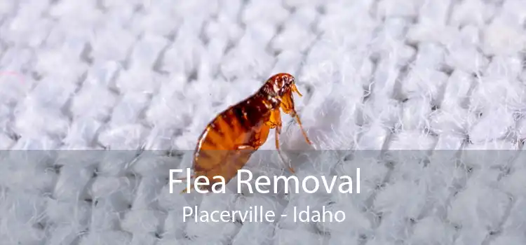 Flea Removal Placerville - Idaho