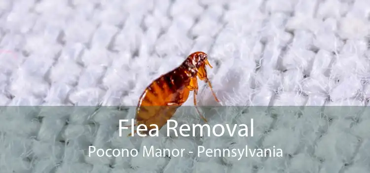 Flea Removal Pocono Manor - Pennsylvania